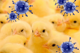 برنامه ملی پیشگیری و کنترل بیماری آنفلوانزای فوق حاد پرندگان